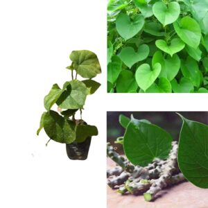 Giloy Live Plant | Gulvel | Tinospora Cordifolia | Gurcha | Guduchi | Amrita Live Plant | Ayurvedic Immunity Booster, Antipyretic Herbal Plant (1)