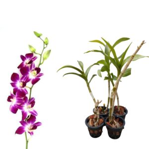 2 Nos Dendrobium Live Orchid Flower Plants Sania red Beauty with Pot