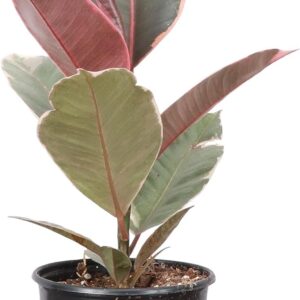 Live variegated Rubber Plant, Ficus Elastica, Live Indoor Plant, with 4" Diameter Pot
