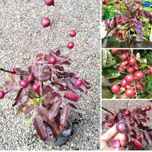 Ruby longan plant red longan original rubi ruby longan (Grafted plant) plant 1-1.5 feet plant