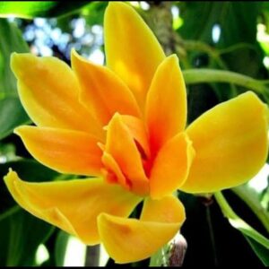 Son Champa (Michelia Champaca)/ Magnolia champaca GRAFTED Live Plant