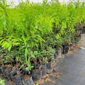 White Sandalwood plant, safed Chandan plant 1 healthy plant (1-1.5 feet plant)