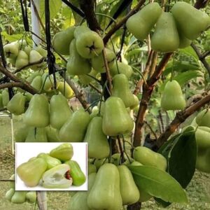 Thai Green All Time Wax Apple Water Apple Java Apple Variety Fruit (Air Layering/Grafted) Live Plants & Tree(1.5-2 Feet Size)