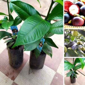 Queen of Fruits Mangosteen Fruit Plant 1 Healthy Live Plants