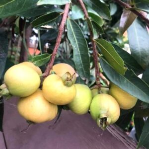 Rose Apple Gulab Jamun Jambos Variety Fruit (Air Layered) Live Plants & Tree(1-2 Ft Size)