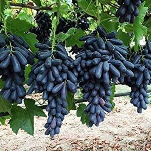 Sweet Black Seedless grapes, Kala angoor Plant Pack of 1