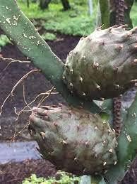 African Black dragon fruit plant Exotic Black Africana Dragon fruit plant (6-8 inches rooted plant in pot)
