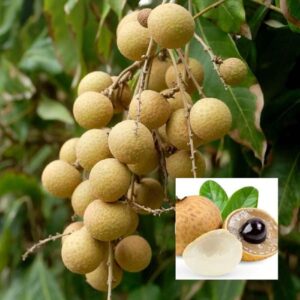 Thai Longan Fruit Plant grafted dragon eye fruit plant 1 Healthy Live Plant(1-1.5 feet height)