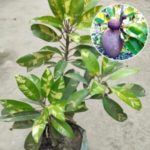 Thai Variegated Chikoo Chiku Sapota Sweet Pouteria Plant (Grafted )
