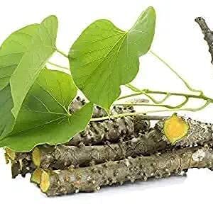 Medicinal Plant Giloy Fresh Neem Tree Giloy Plantation Sticks/Stems (6-Inch) - 10 pcs Tinospora Cordifolia (Natural Immunity Booster)