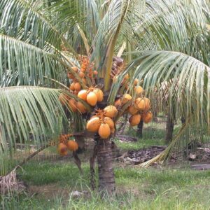 Hybrid Rare Coconut Live Plant - Qualitative Hybrid Kerala Coconut Tree Plant (Yellow Malayan Hybrid)