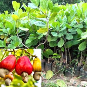 Cashew Nut Grafted Apple Kaju Plant (1 Healthy Live grafted Plant)
