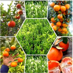 Panjab kinnow orange plant kinnow orange plant grafted plant (1-1.5-ft plant)