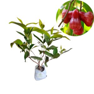 Red Malay Variety Wax Apple Wax Jambu Water Apple Java Apple Fruit Jamrul (Air Layered) Live Plants & Tree(1-1.5 Ft Size)