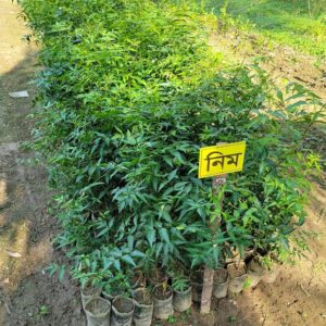 Neem Indian Medicinal Plants All Season Container Suitable Plant Garden Plant(1 Healthy NEEM Live Plant)
