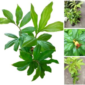 Insulin Plant Rhizome Costus igneus Medicinal Treatment Precious Ornamental LIVE Plant