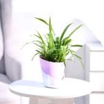 Spider Indoor Plants for Living Room | Live Plants | Plants with Self Watering Pot for Home | Air purifier plants | Plants for Home Decor | Plants for Garden & bedroom (Copy)