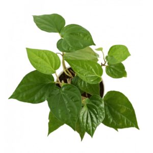 Rare Betel Leaf Live Plant (pan patta) Medicinal Herb 1 Plant