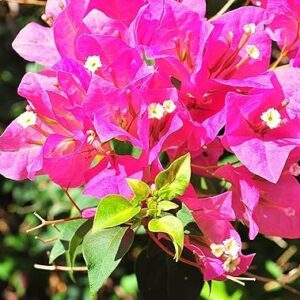 Pink Bougainvillea plant | Flower Plant in growbag