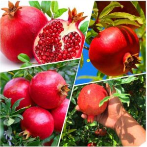 Red Ganesh Anar Pomegranate Plant Bedana Live Plant (Air layered) Original Variety