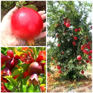 Super Bhagwa Anar Plant Bhagwa Pomegranate Plant red Anar  annar Plan (1 feet Height)