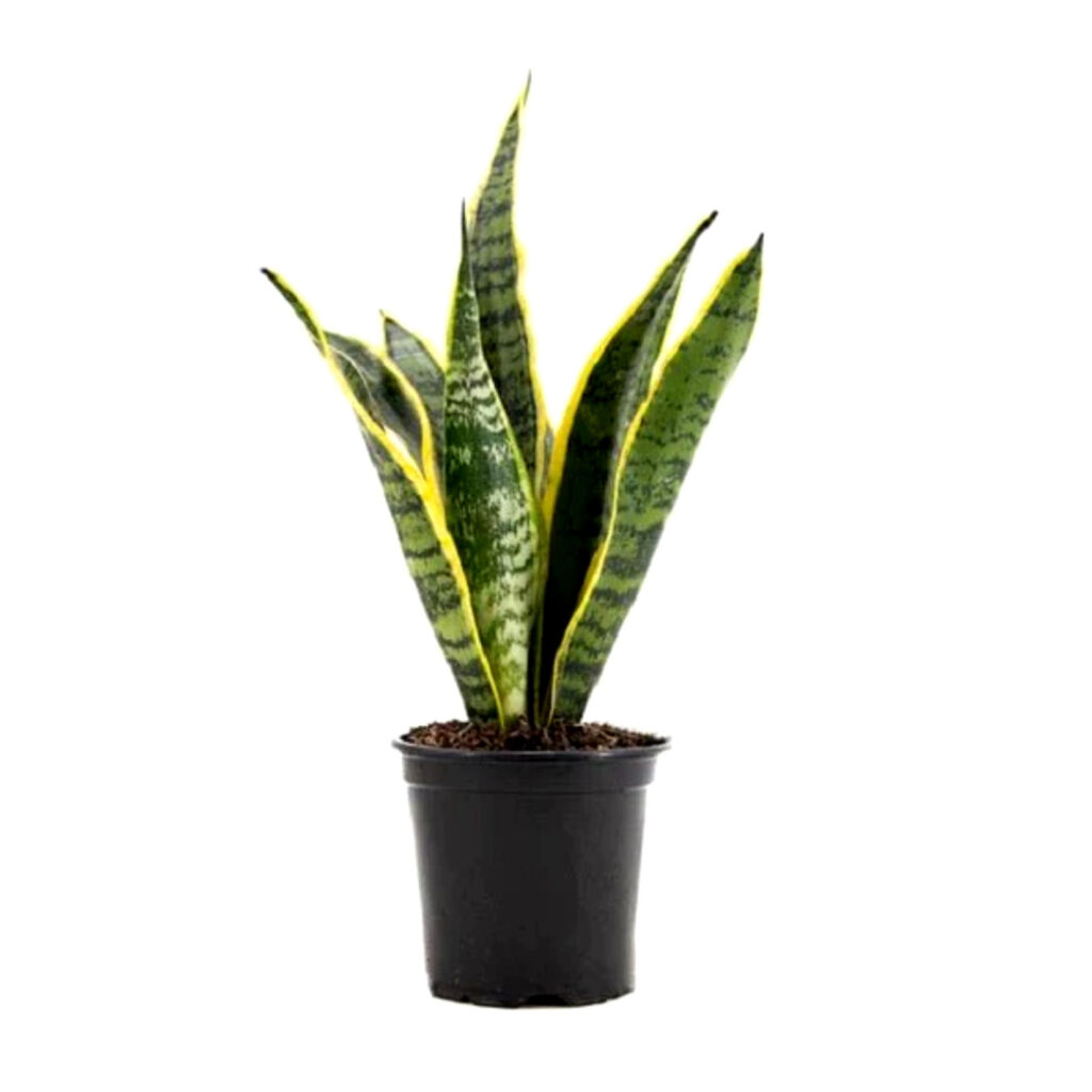 snake plant 1