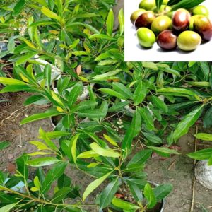 Thai Sweet Olive Plant All Season Olive Plant-Air Layered