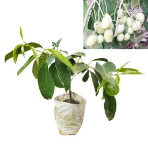 White Jamun Grafted Fruit Plants Dwarf White jamun Plants