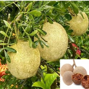 Thai Wood Apple Bael Bilva bell plant Variety Kot Bel Grafted Live Plants & Tree(1-1.5 Ft Size)