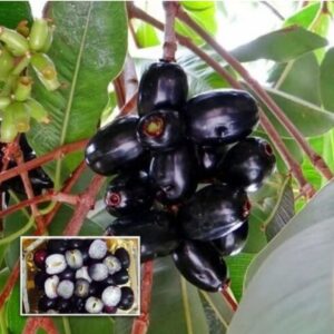 Seedless Black Jamun Plant (grafted) in pp Bag Size 1-1.5 feet