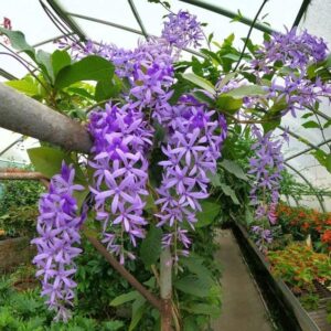 petrea volubilis Vine Plant Purple Wealth Creeper neelmoni Lata Sand Paper Vine (1Live Plant)