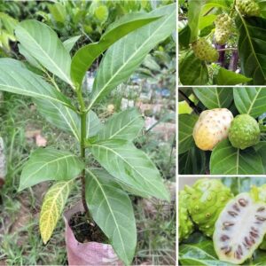 Noni Fruit Plant Cheese Fruit Plant- 1 Healthy Live Plant 1_2 feet plant