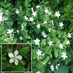 Srilankan Jasmine Flower Sri lankar Taggar Plant Semi-Deciduous Shrub Outdoor Plants Garden Plant(1 Healthy Live Plant)