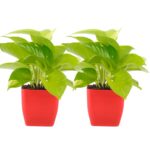 Live Money Plant With Red Plastic Pot for Home & Office Décor | Easy Care | Air Purifying | Lucky Plant | Plant for Gifting | Indoor & Outdoor Decoration | 2 Nos