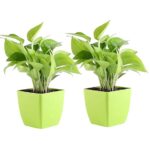 Money Plant Set of 2 With Green Plastic Pot for Home & Office Décor | Easy Care | Air Purifying | Lucky Plant | Plant for Gifting | Indoor & Outdoor Decoration | Set of 2