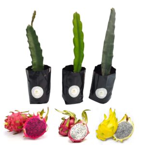 Dragon Fruit Live Plant Combo of 3 variety Red C variety, Vietnam White,& Israel Yellow dragon fruit 5-10 inches height rooted plant