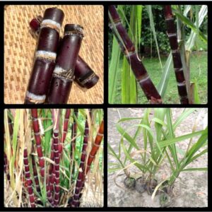 Filipino Black Sugarcane Ganna Live Plants & Tree (1-2 Ft Size) plant