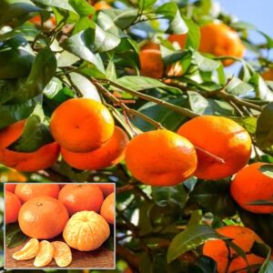 Sweet Mandarin Plant Live Grafted Original Variety (Sweet mandarin variety) Orange Fruit Plant (Hight 1-1.5 Feet)