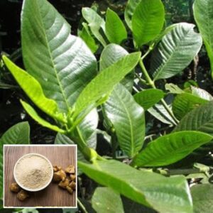 Hing (Asafoetida) Live Plant – Authentic & Aromatic Herb for Home Gardens