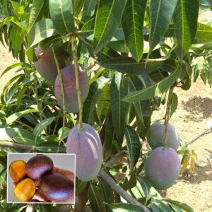 Pusa Arunika Mango plant Aam Grafted Fruit Live Plant (1.5-2 Feet Height)