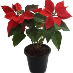 Poinsettia Euphorbia Pulcherrima Christmas Flower Easter Pastora Lobster Paintedleaf Mexican Flame Leaf Red Poinsettia Plant With Plastic Pot