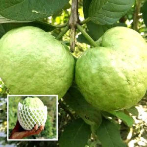 KG guava plant Big size Guava Variety Fruit (Grafted/Air Layering) Live Plant & Tree(1.5-2 Feet Size)