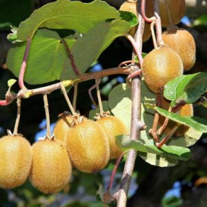 kiwi fruit plant Hardy Kiwi Fruit Plant Live Plants & Tree(1.5-2 Feet Size)