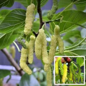 White Long Mulberry Plant –(Grafted white long mulberry plant) High-Yield, and Nutrient-Rich | Live Plant for Home & Farm