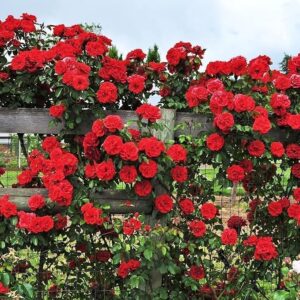 Climbing Rose Fragrant Flower Live Plants & Tree(1-2 Feet Size)
