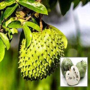Corossol Sour Soup Lakshman Phal Fruit Live Plant seedling (1.5-2 Feet Height)