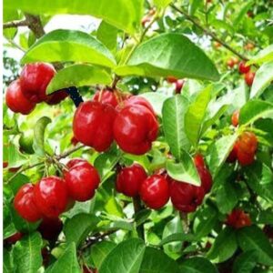 Live Sweet and Sour Barbados Cherry Fruit Plant 1-1.5 feet
