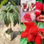 Sindoor Plant Decorative Plant Hybrid - 1 Healthy Live Easy To Grow Real Indoor Plant For Home, In Nursery Grow Bag For Home Garden.