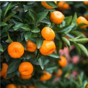 Kumquat Orange Nimbu Variety bushy type orange Fruit Grafted Live Plant & Tree(1-1.5 Feet height)