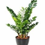 Green Zamia Zamioculas Zamiifolia " Raven" Succulent Rare Exotic Live Indoor and Outdoor Plant ZZ Green Air Purifier Plant (GREEN ZAMIA,Multi Stem Without pot)